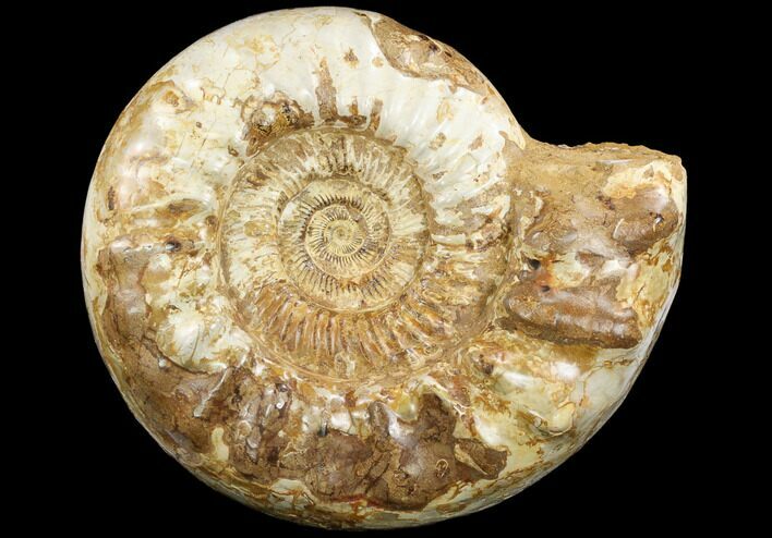 Huge, Ammonite (Kranosphinctites?) Fossil - Madagascar #123133